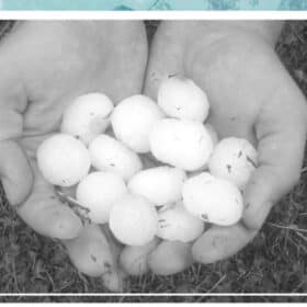 man holding large balls of hail Vivax Pros